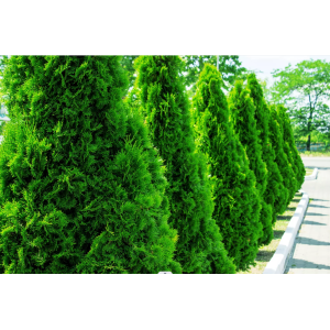 Tuja východná (Thuja orientalis) ´JUSTYNKA´ - výška 30-40 cm, kont. C5L